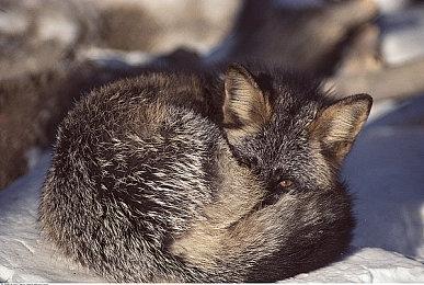 盛夏和相亲在BW等你《中国式相亲》发布玩法预告