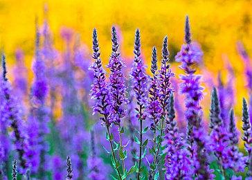 和风Roguelite动作游戏《侍神大乱战》4月21日发售任天堂e-shop预售开始！